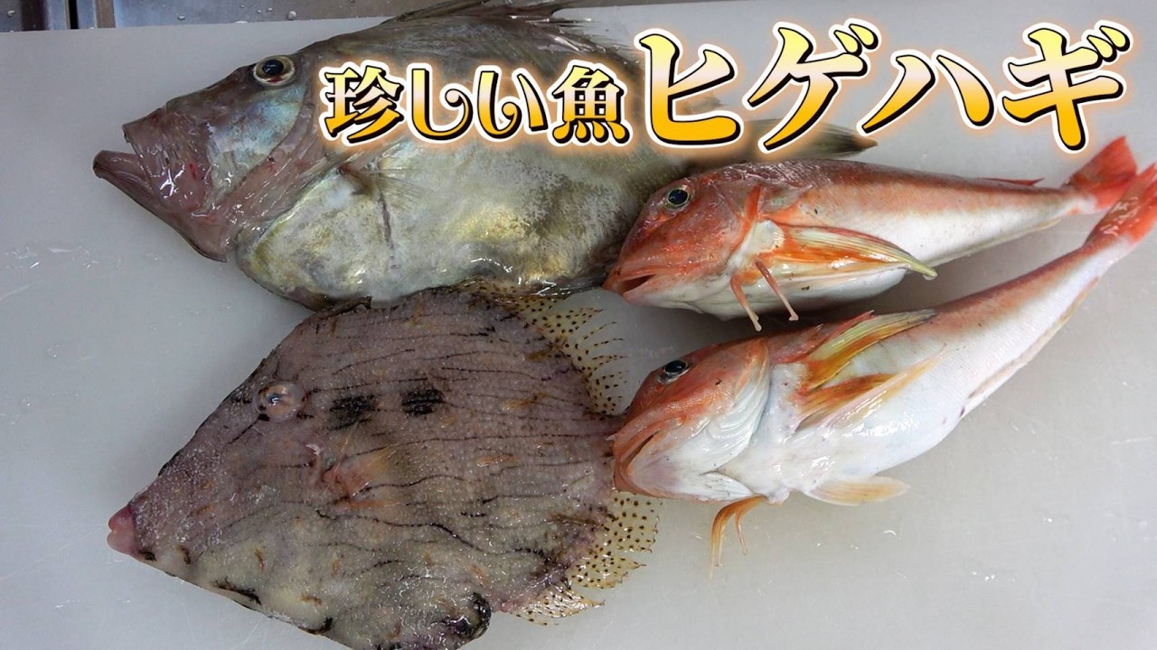 【じいちゃんの晩御飯】珍しい魚3種を刺身・寿司・煮付けにして堪能！