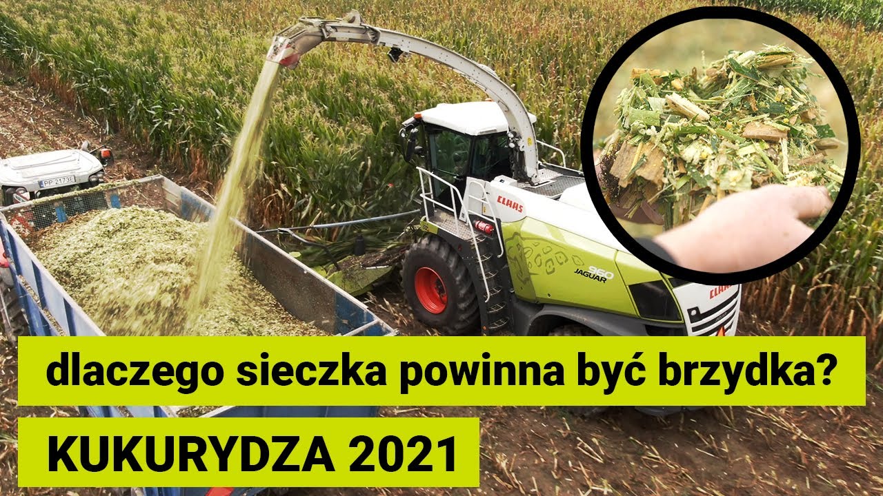 Testy gęstości wysiewu kukurydzy MAXIMAIZE dla najwyżej zawartości skrobi | KUKURYDZA ŻNIWA 2021