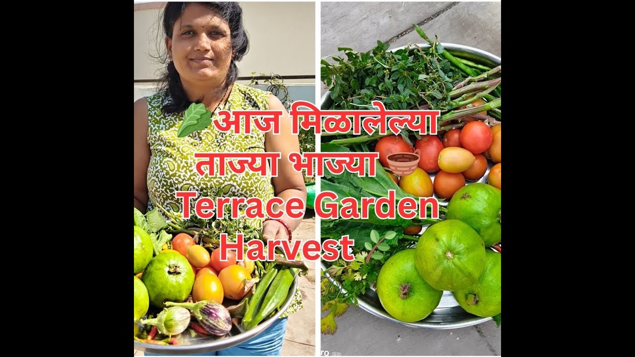 आज टेरेस गार्डनमध्ये मला मिळाले खूप सारे पेरु आणि भाज्या  ||harvests fruits,veggies in terracegarden