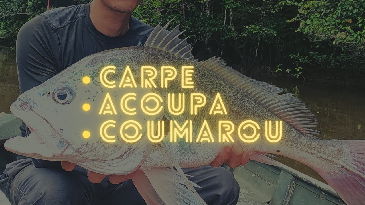 Pêche Guyane : CARPE - ACOUPA RIVIERE - COUMAROU - RAIE DANGEREUSE