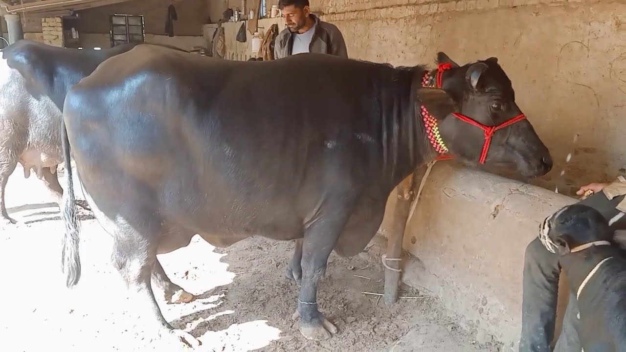 Top class Banni Buffalo's with 20 to 24 Kg Milk