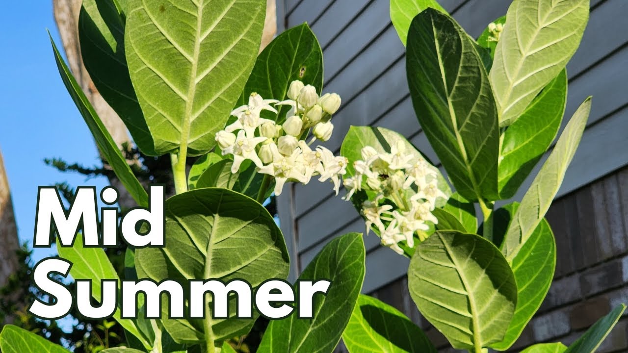 Mid summer garden 2025 | Texas Gulf Coast Zone 9b | #butterfly #hummingbird #pollinators 🦋🐛