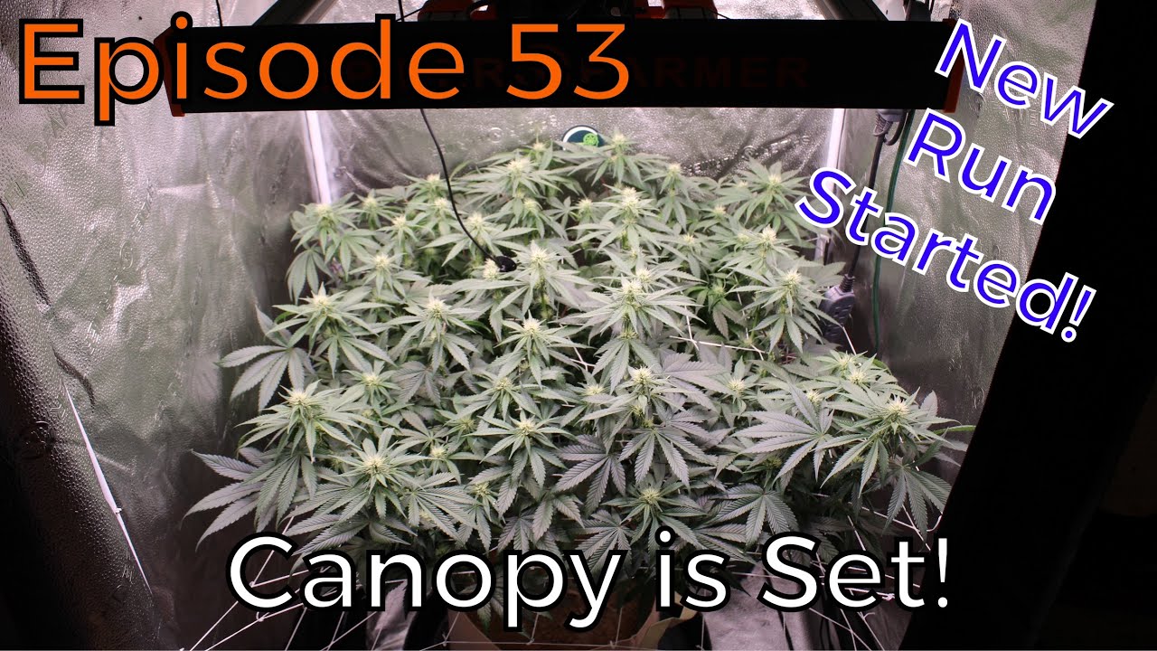Spider Farmer | Cherry Lepew - Week 3 Flower + New Run - Ep. 53