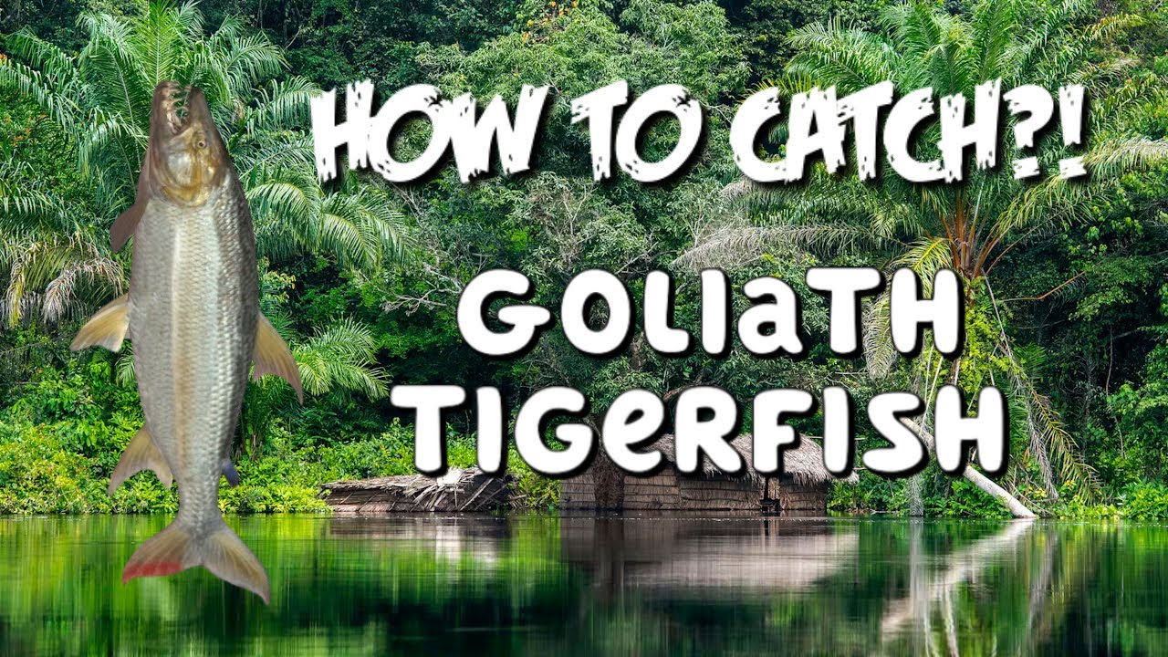 🎣How to catch🎣  goliath tigerfish on Congo River! #fishingplanet #guide #tutorial