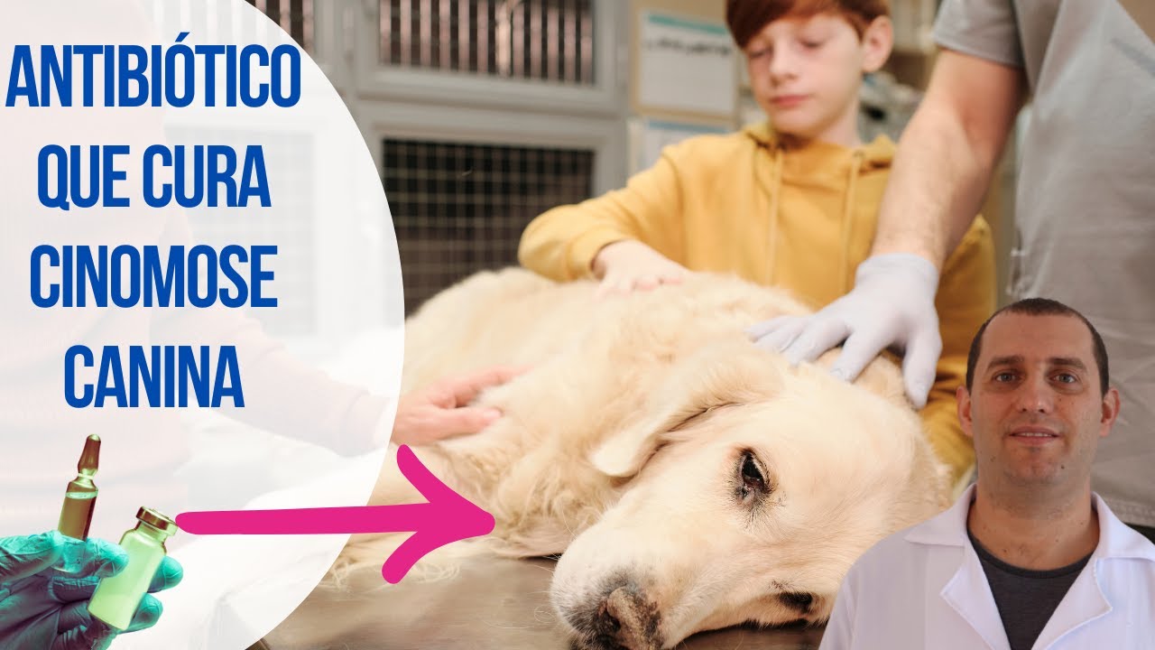 Antibiótico para curar cinomose canina