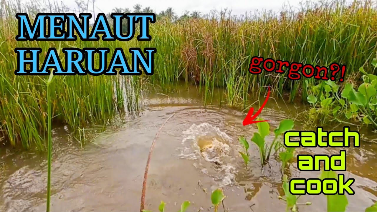 #EP998 Anak Gorgon Makan Taut - menaut haruan tepi rumah