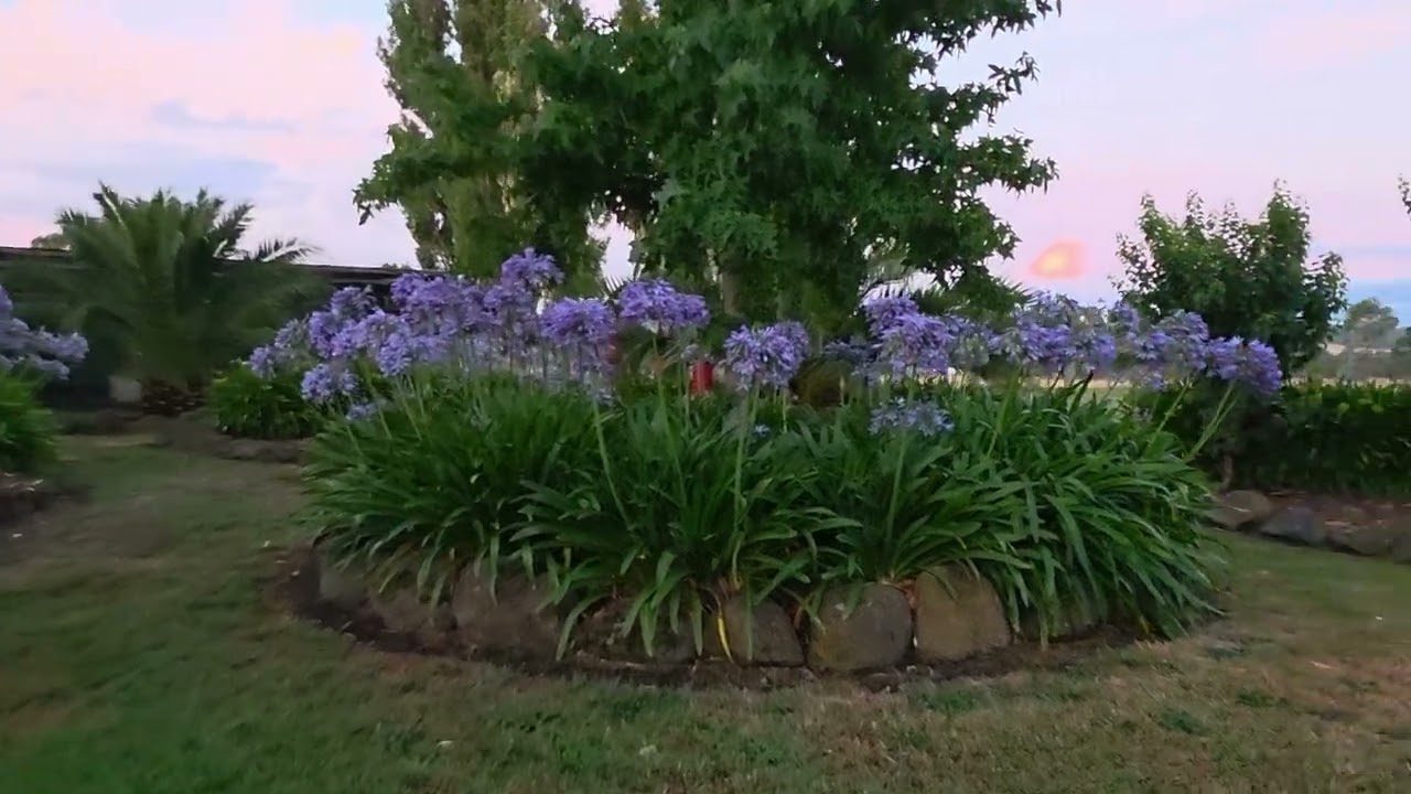 Crickets are orchestral after the rain.