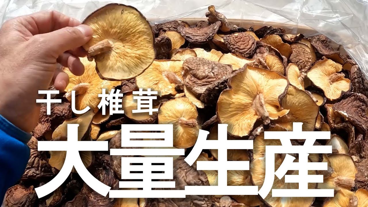 【干しシイタケづくり】業務用の「シイタケ乾燥機」で干しシイタケを大量生産