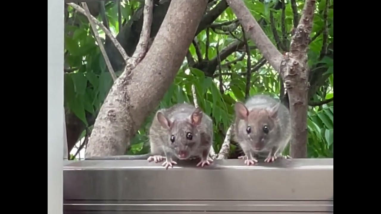 Miaj najbaroj Musoj / My neighbors Mice