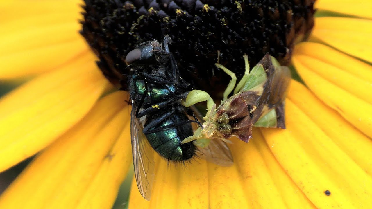 Jagged Ambush Bug Drinking Fly & Defensive Spined Assassin