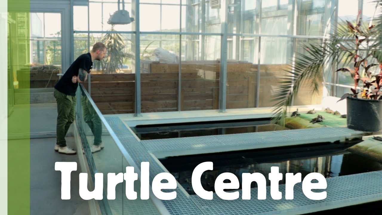 Thousands of turtles at Turtle rescue Centre Emys