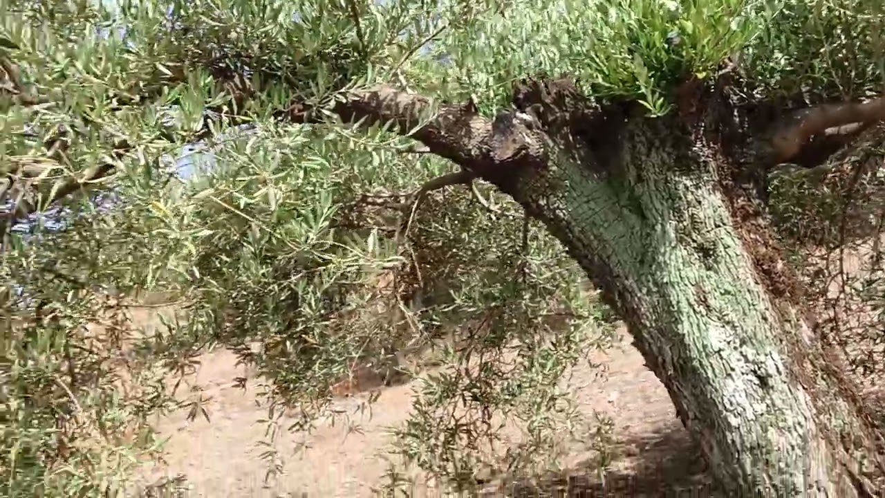 Manejo del olivar. Olivar de montaña en pendiente en Sierra Morena. Montoro, Córdoba.