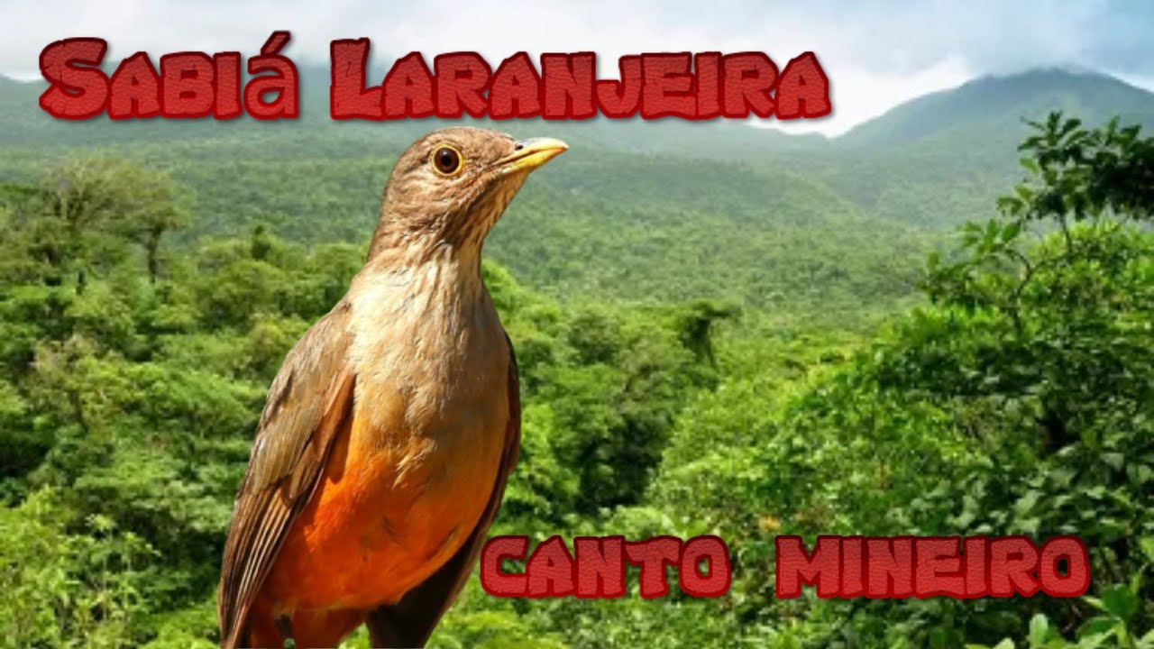 Sabiá Laranjeira canto do sabiá laranjeira para ensinar filhotes e treinamento de machos.