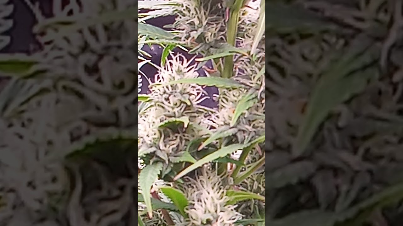 jack herer auto