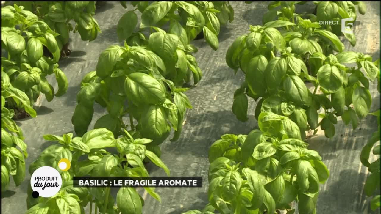 Basilic : le fragile aromate !
