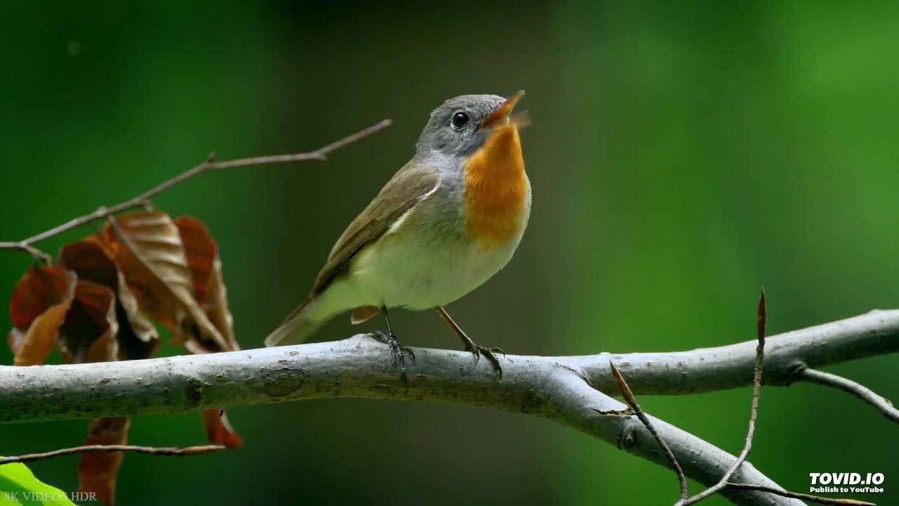 Freddy Jakadongo Mix 1