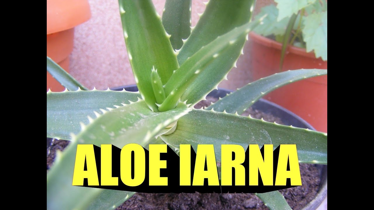 Cum se ingrijeste ALOE iarna #ingrijireaflorilor