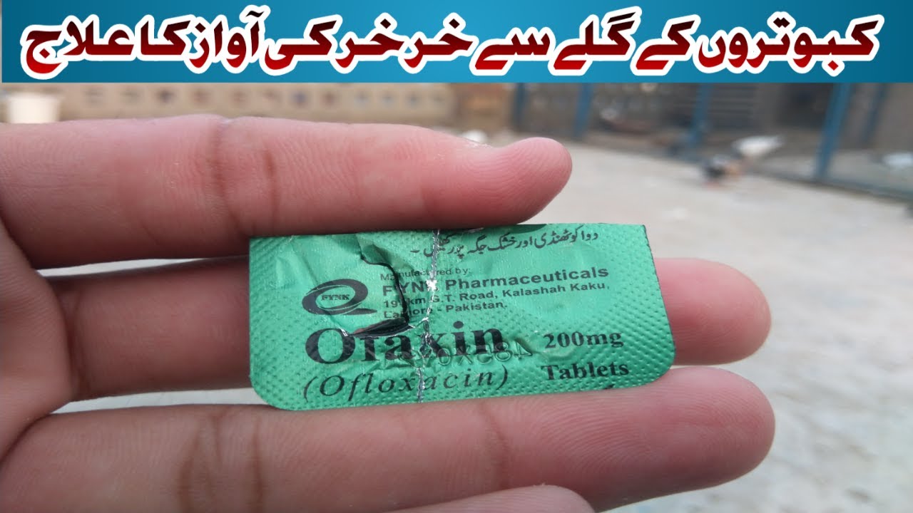 Treatment Pigeon Kabooter Glay Se Kher Kher ki Awaz ka ilag (urdu/hindi)