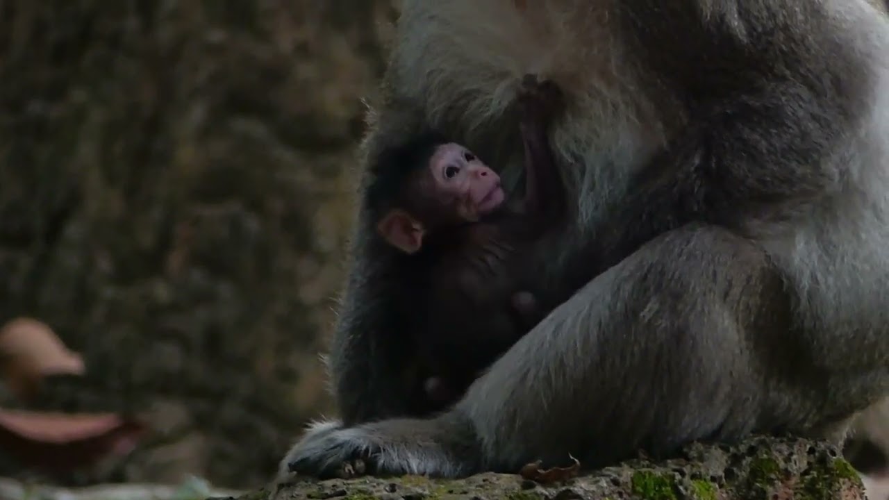 King Balu he saving baby Patrick from being mess up with the members!