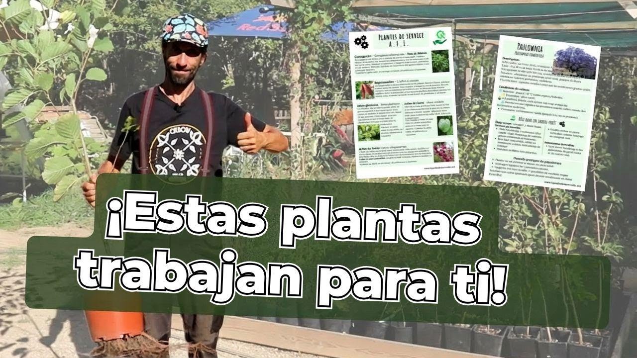 Las plantas que todos ignoran en su jardín...