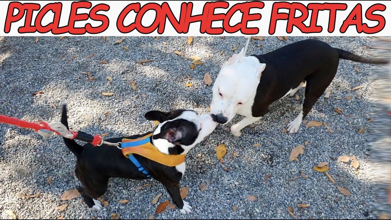PICLES CONHECE FRITAS