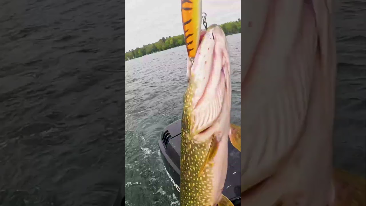 Trolling Up a Northern Pike on Joe Bucher Shallow Raider!