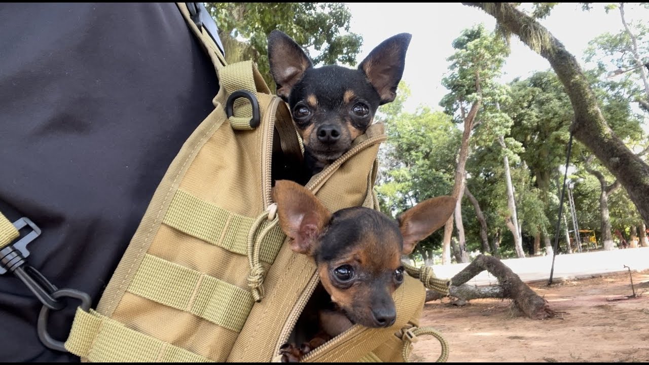 FIZ UM VÍDEO PASSEANDO COM MEUS CACHORROS | PINSCHER FILHOTES