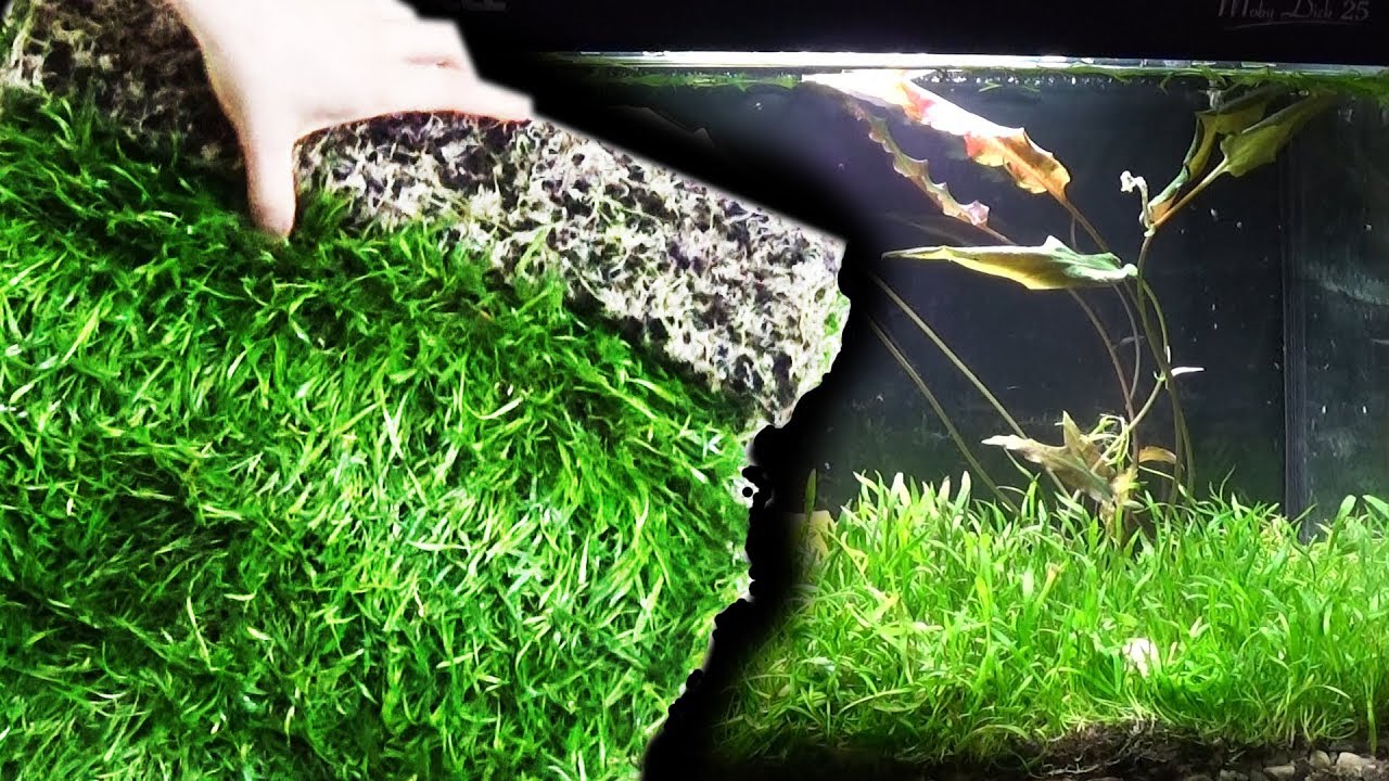 PRATINO ISTANTANEO in ACQUARIO con Songrow Epaqmat XXL