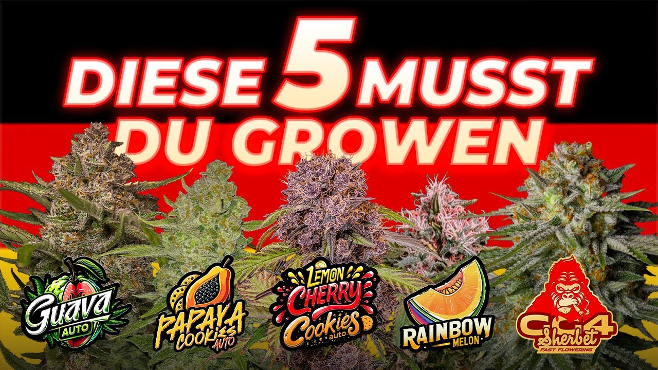 🦍 Diese 5 ''MUST-HAVE'' CANNABIS STRAINS braucht ihr in eurem ZELT! 🍪