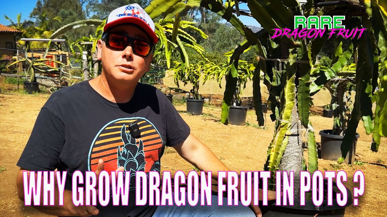 WHY DO I GROW DRAGON FRUIT IN BLACK POTS / The PROS and CONS