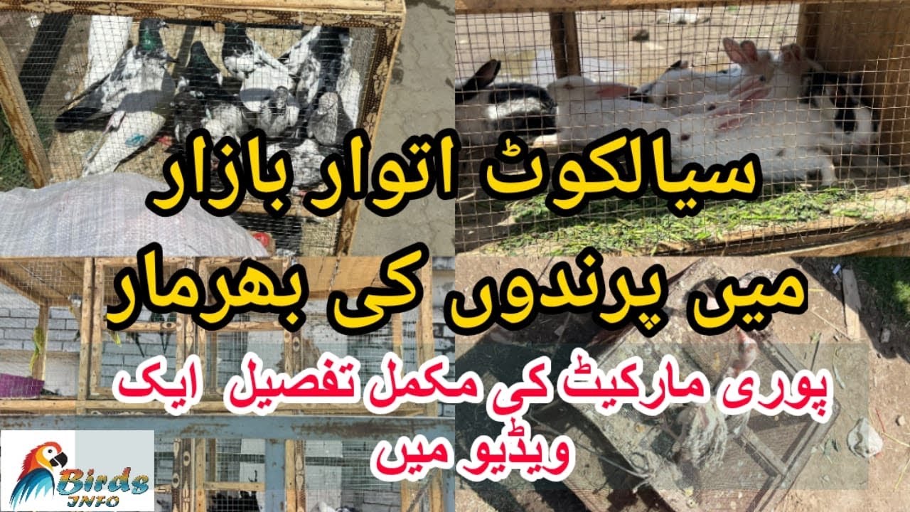 Sialkot sunday market | latest price update sialkot sunday market parindo ki Bharmar @birdsinfo1995