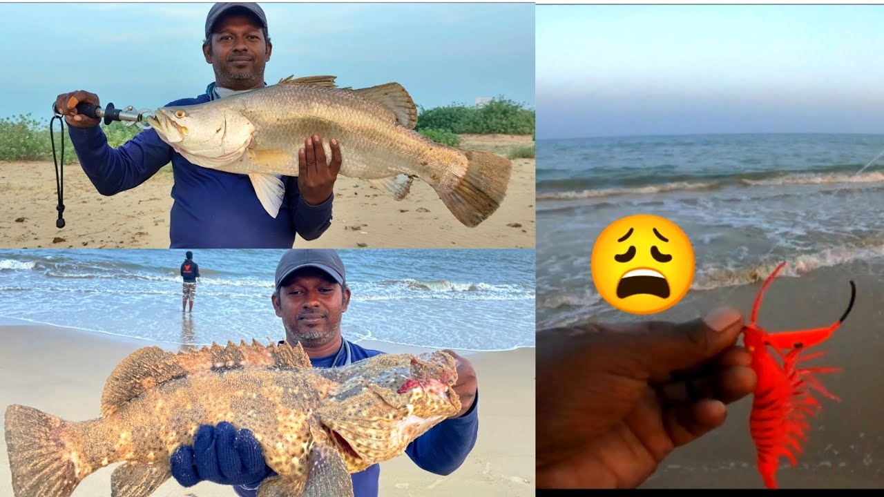 🔥BIG Catches || BARRAMUNDI || Grouper (கொடுவா மீன் மற்றும் களவா மீன் )🔥