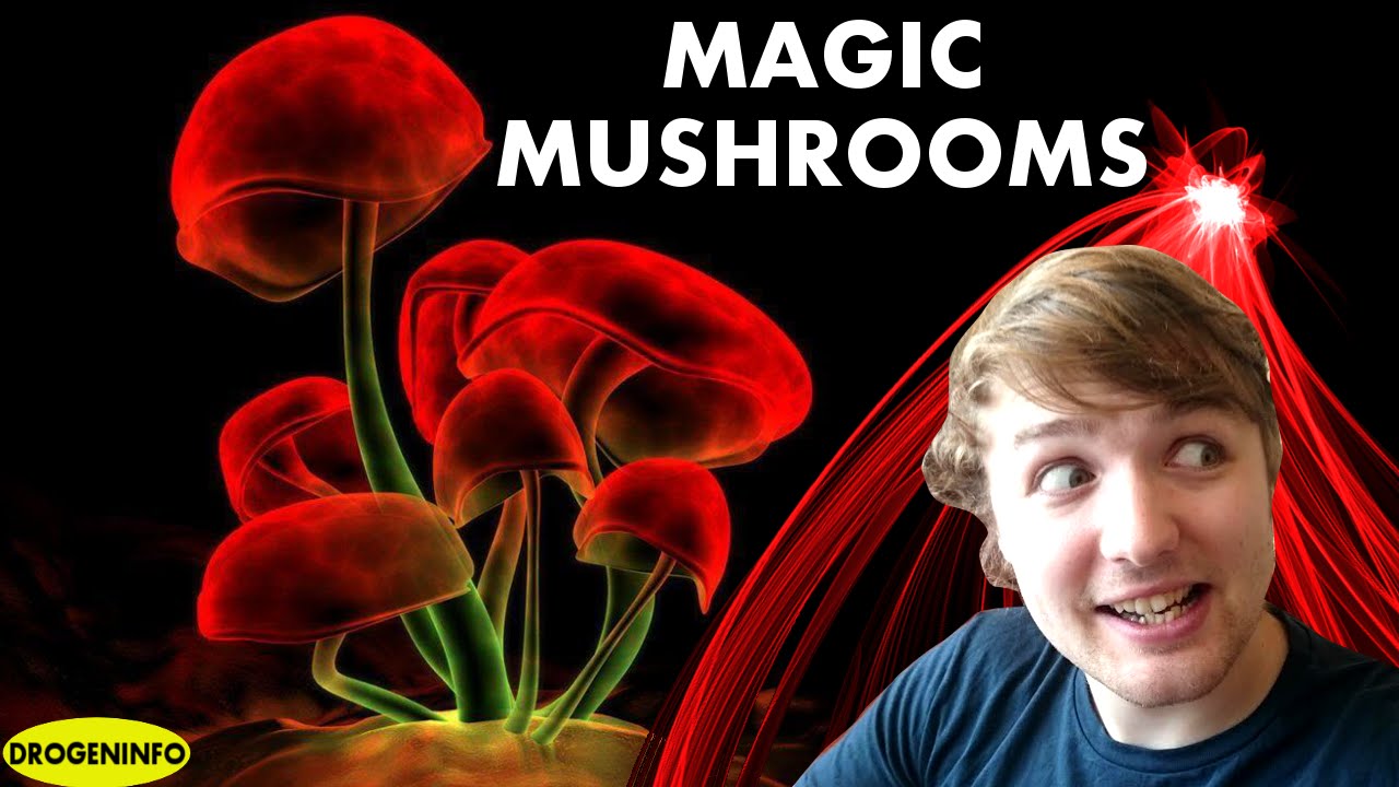 ZAUBERPILZE - Drogeninfo