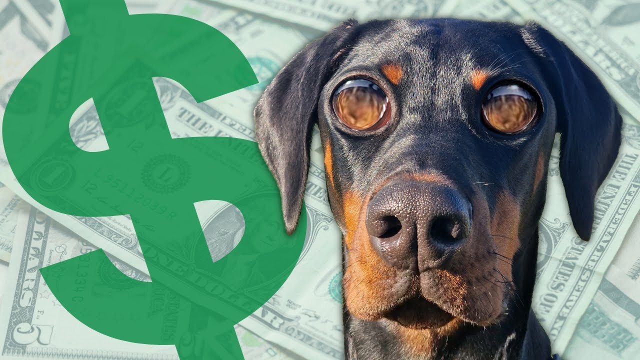 COMBIEN coûte un DOBERMANN par mois ?🤑 #budget #dobermann