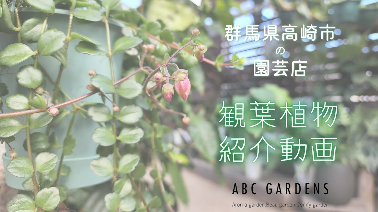 【植物紹介】 観葉植物紹介動画　　(群馬県高崎市にある園芸店 ABCガーデンズ)　 #観葉植物 #園芸