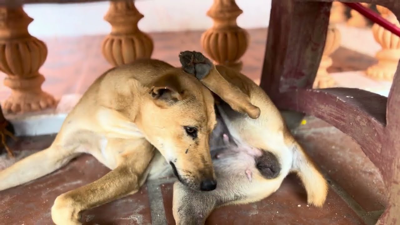 Amao plays with his boss 🐶🐕