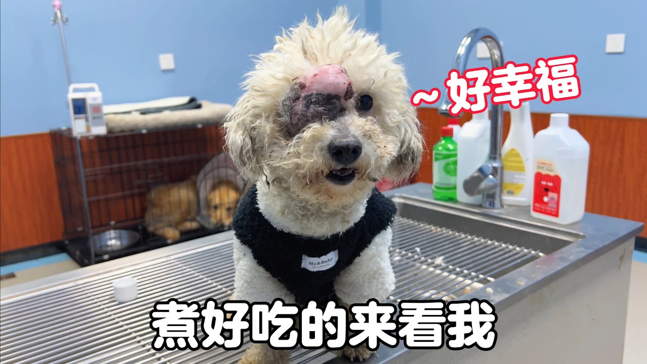 煮肉肉給小比熊增加營養，見到恩人後拼命示好，真是太懂事了
