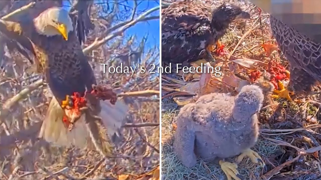 #265🦅🐥39°🐥34°／Winter Park Eagle Nest 2026／Against All Odds:One-Eyed Mom／Wink💗Atlas