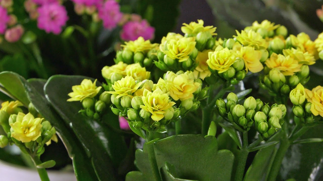 Kalanchoe - mistrzyni przetrwania. Ponowne kwitnienie kalanchoe i pielęgnacja