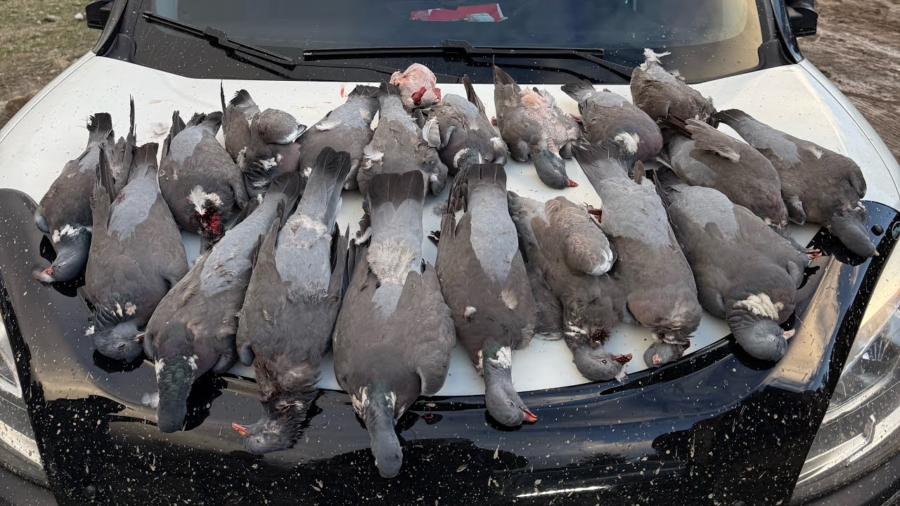 MUHTEŞEM TAHTALI AVI 2025 2026-GREAT PIGEON HUNTING #hunting #pigeon #shots #wildlife #tv