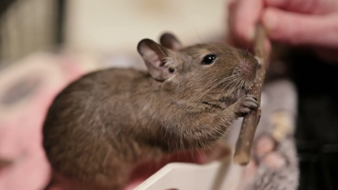 Soothing Degu Vibes 🌙🐹 Relaxing Music & Cuteness