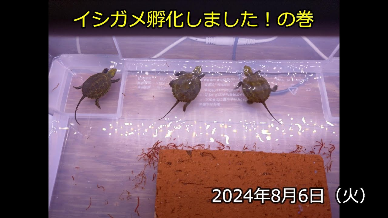イシガメ孵化しました！の巻（2024年8月6日）