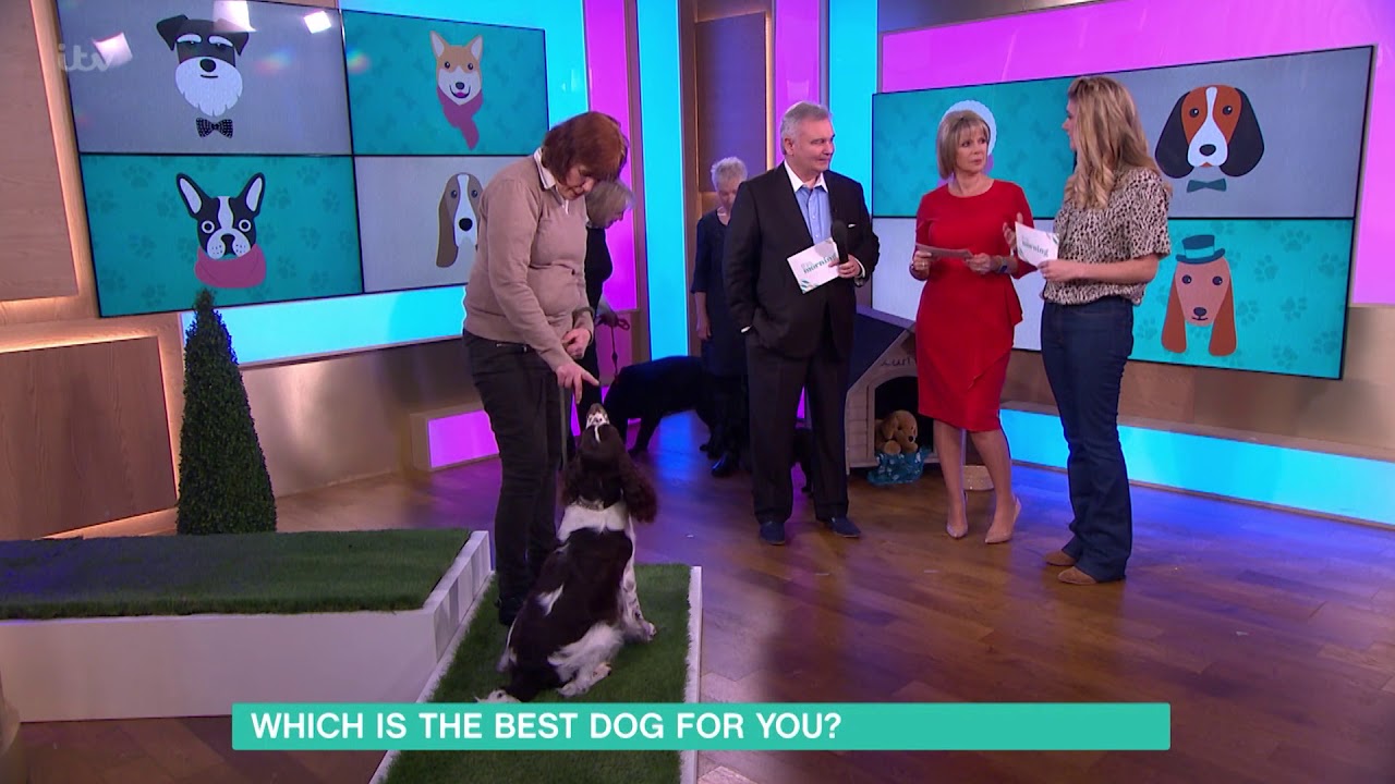 Which is the Best Dog for You? - English Springer Spaniel | This Morning
