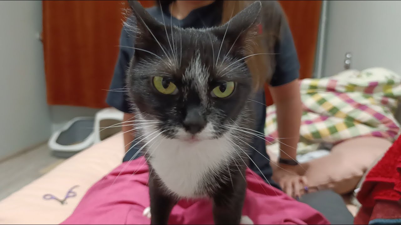 Cat's reaction to nail clipping