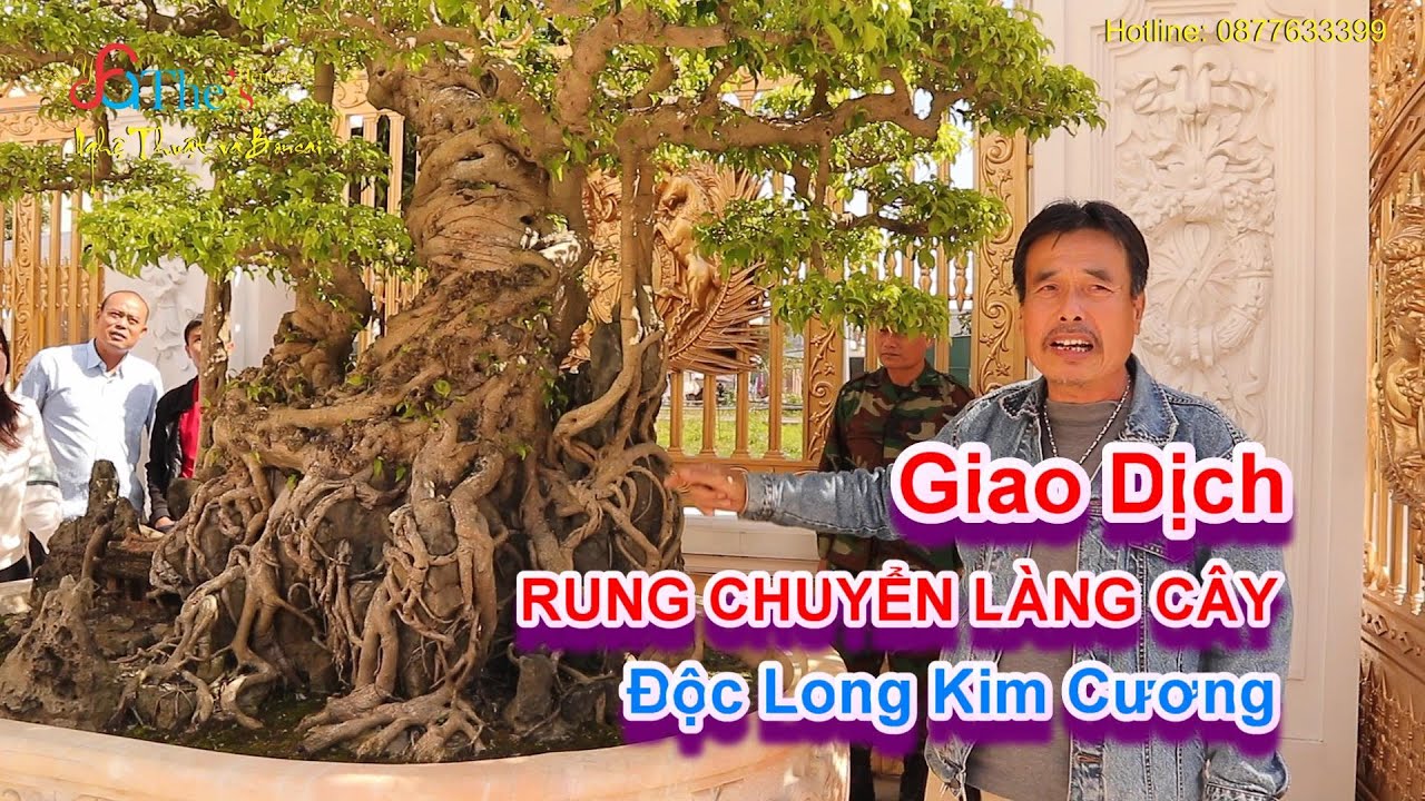 Giao dịch ĐỘC LONG KIM CƯƠNG lại rung chuyển làng cây và lời chia tay đầy cảm xúc của chú Hòa taxi