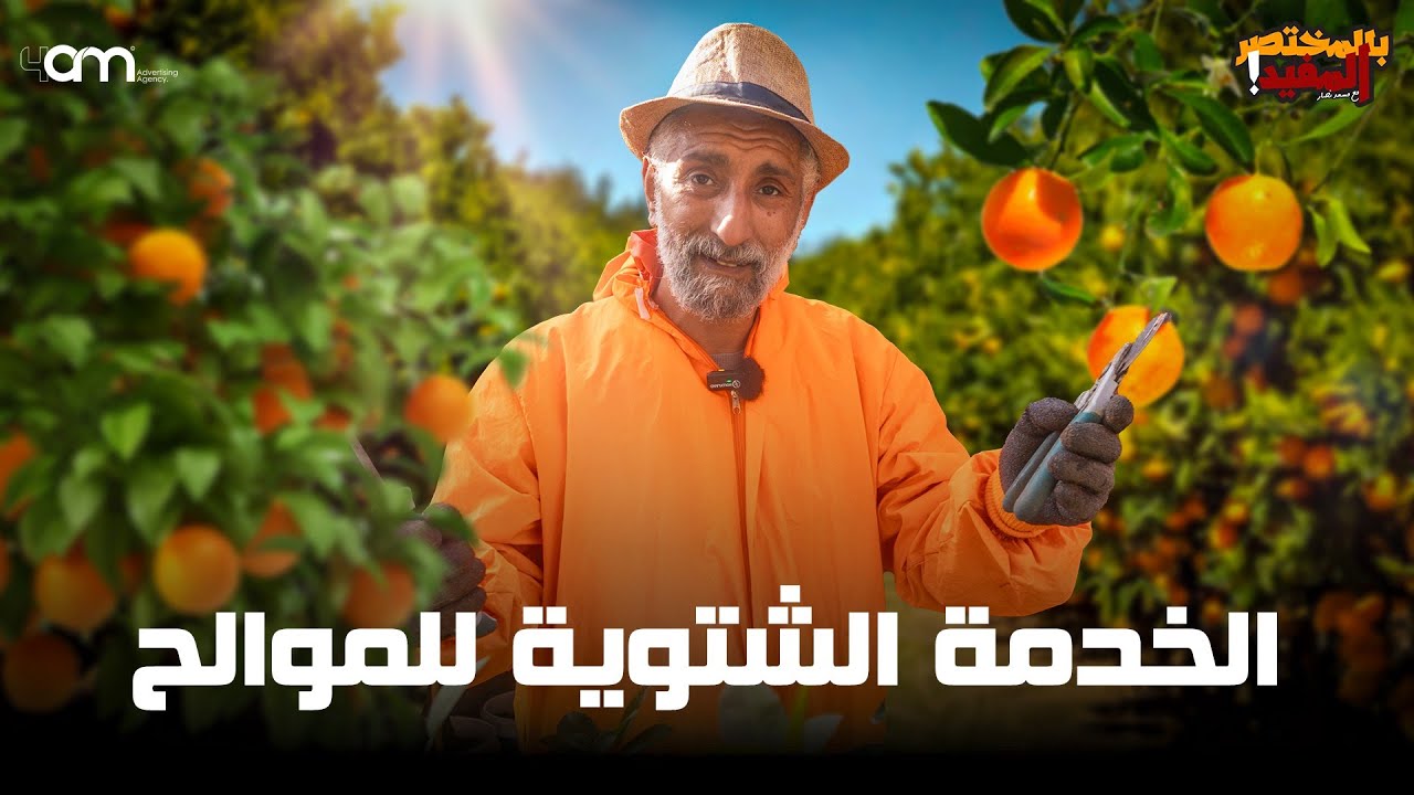 الخدمة الشتوية للموالح ( الليمون ) - تقليم - تسميد - تهذيب - عناية - ري