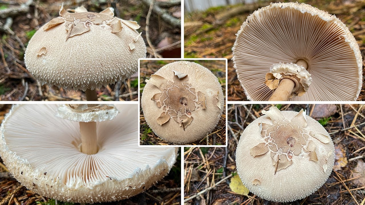 Sternschuppiger Riesenschirmling Verwechslung | Riesenschirmpilz, Macrolepiota fuliginosa