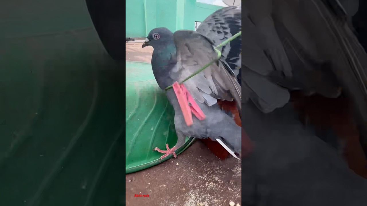 #pigeon #trap 🕊️🕊️🕊️🕊️🪤😱