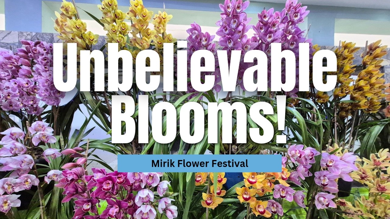 MIRIK ORCHID SHOW, Heaven for Orchid Fans Lover’s Dream!