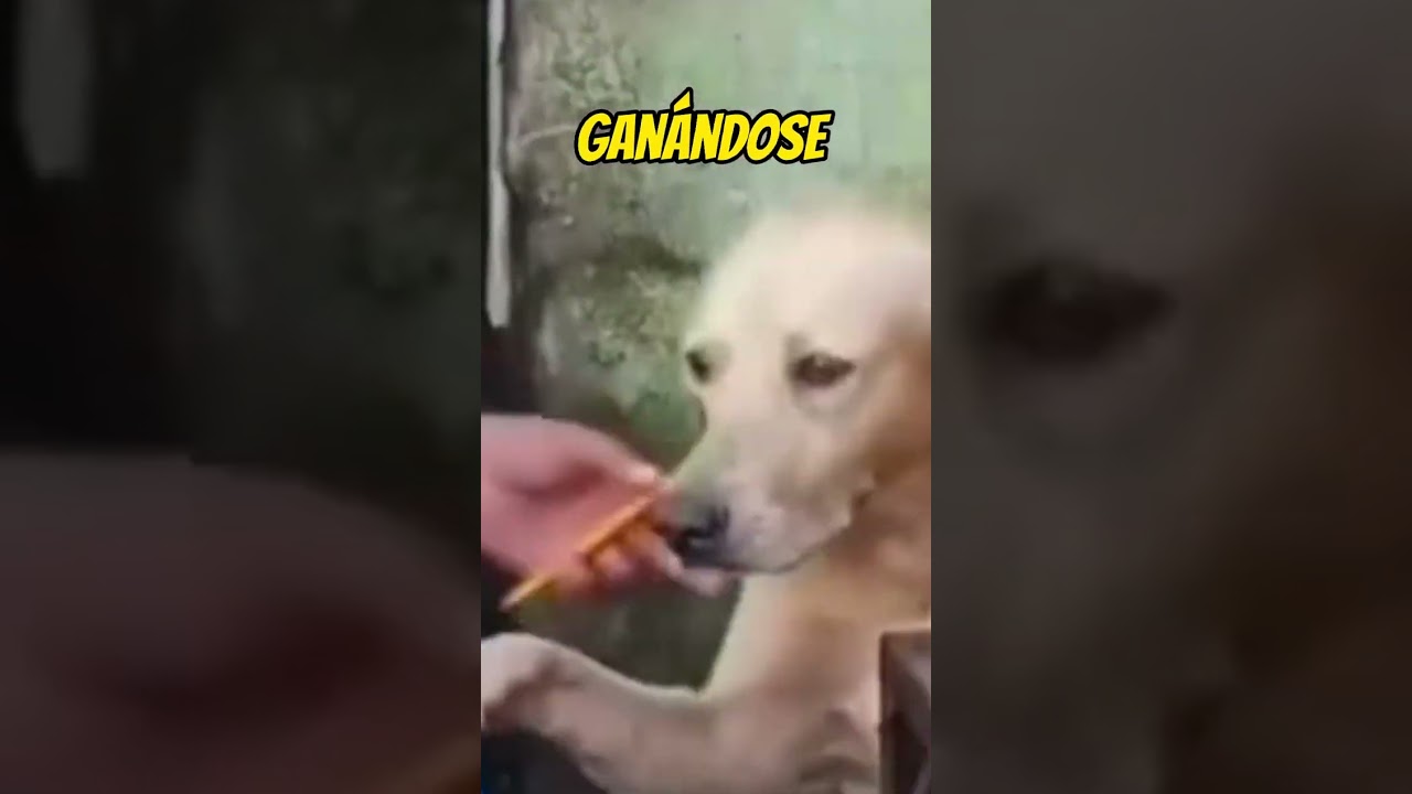 V&iacute;deos Que Te Har&aacute;n Llorar